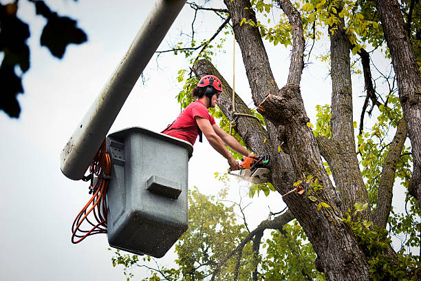 Best Fruit Tree Pruning  in Merritt Park, NY